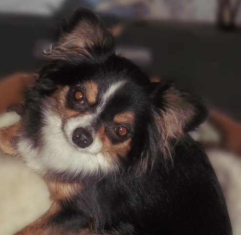 Chihuahua puppy for sale + 65317