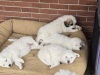Great Pyrenees Puppies Great Pyrenees for sale/adoption