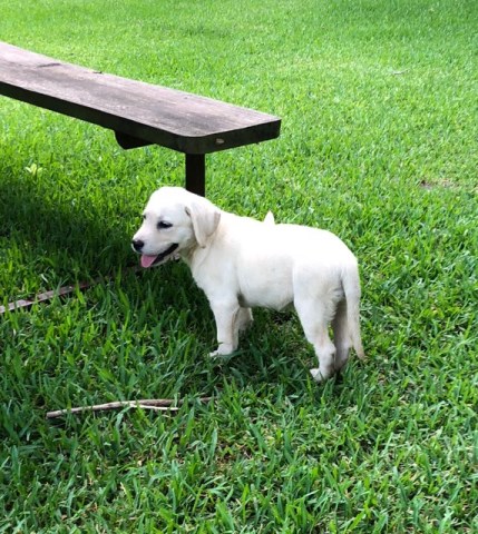 Labrador Retriever puppy for sale + 53163