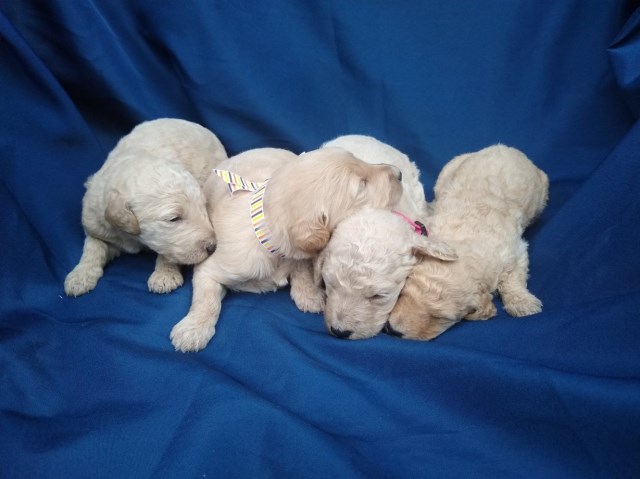 Goldendoodle puppy for sale + 58663