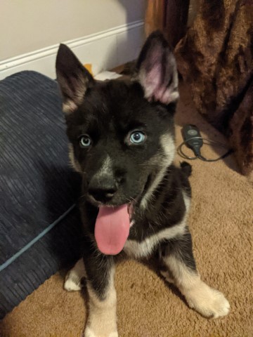 Siberian-Germans puppies for sale!