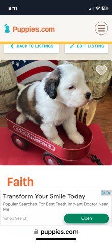 AKC Saint Bernard puppies