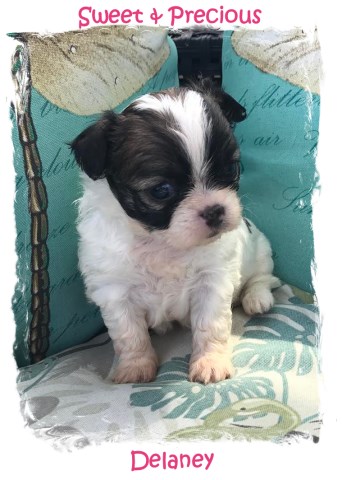Shih Tzu puppy for sale + 49284
