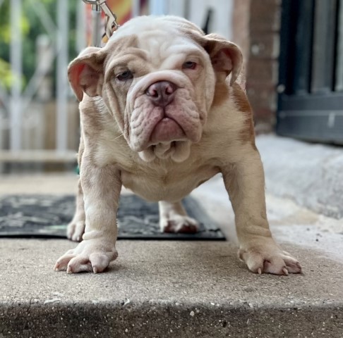 English Bulldog Puppies