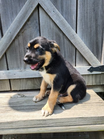 German Shepherd female puppy