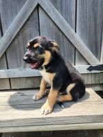 German Shepherd female puppy German Shepherd Dog for sale/adoption