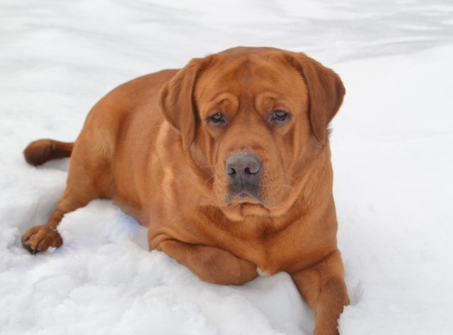 Labrador Retriever puppy for sale + 48010