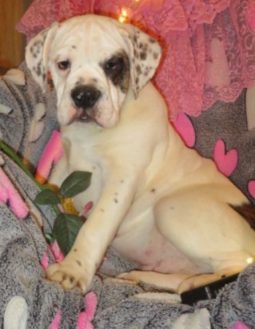 Badger is a   handsome , English Bulldog  Beagle mix waiting for his forever home..