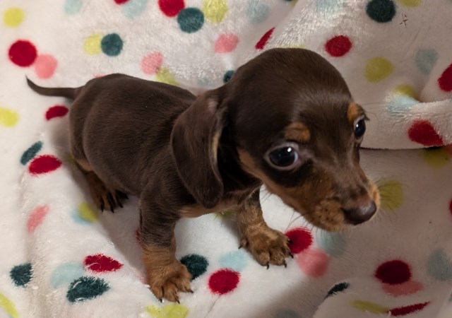 Dachshund puppy for sale + 59906