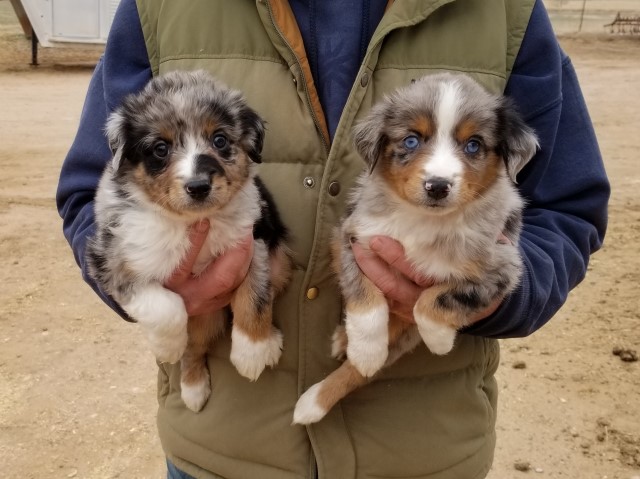 Miniature Australian Shepherd puppy for sale + 60427