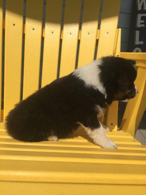 Australian Shepherd Dog puppy for sale + 63222