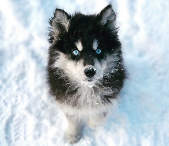 Siberian Husky Puppies