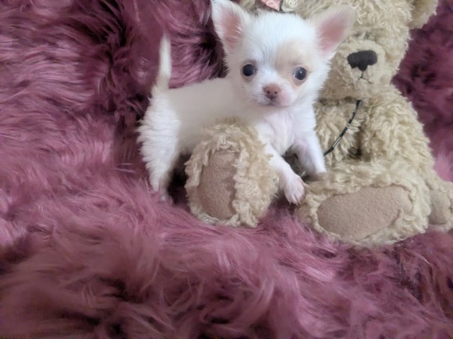 Chihuahua puppy for sale + 67261