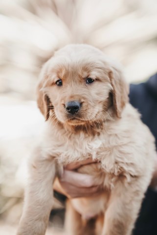 Golden Retriever Puppies AKC