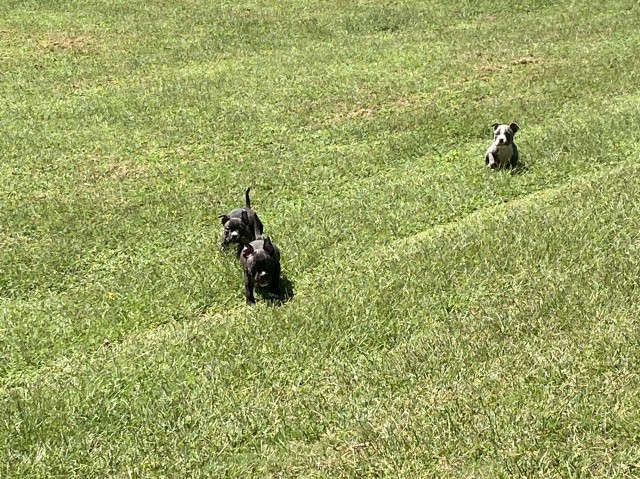 12 week old American bully puppies