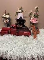 Two small boys. AKC Yorkshire Terrier for sale/adoption