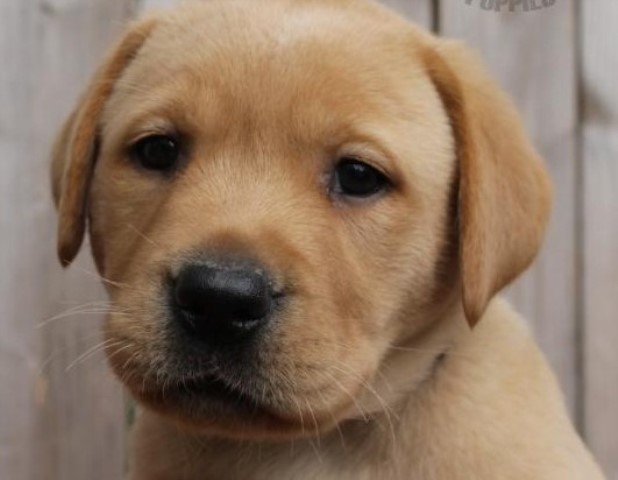 Labrador Retriever puppy for sale + 60946