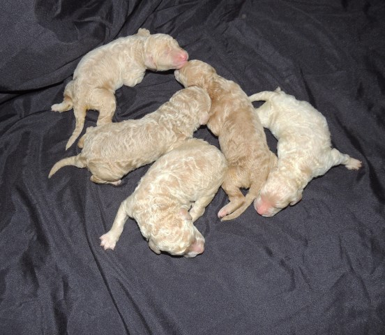 AKC Standard Poodle pups