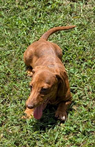 Dachshund puppy for sale + 59906