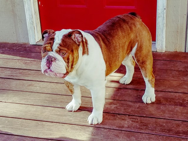 Chocolate Brindle English Bulldog Male for Sale