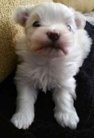 Maltese puppy for sale + 51798