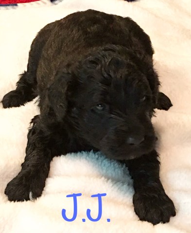 F1B Aussiedoodle Puppies for Sale