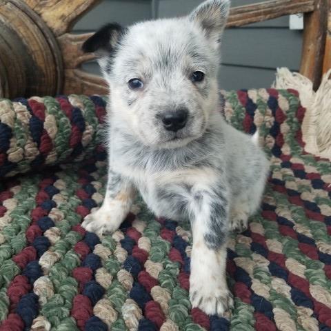 Male Blue HEELER, CC