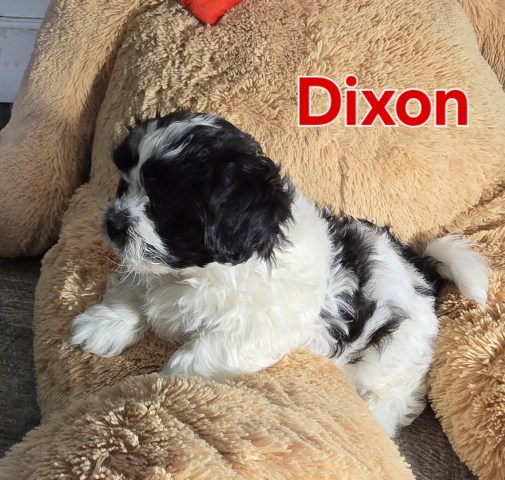 Bichon frise, Shih-Tzu mix puppies born Feb 9th. Call 2313012242