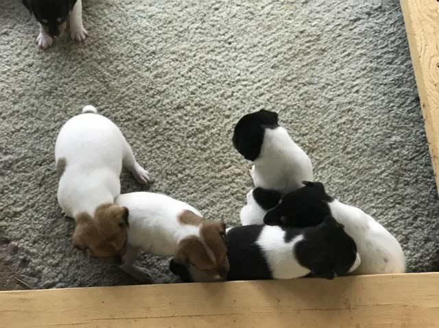 Toy Fox Terrier puppy for sale + 55103