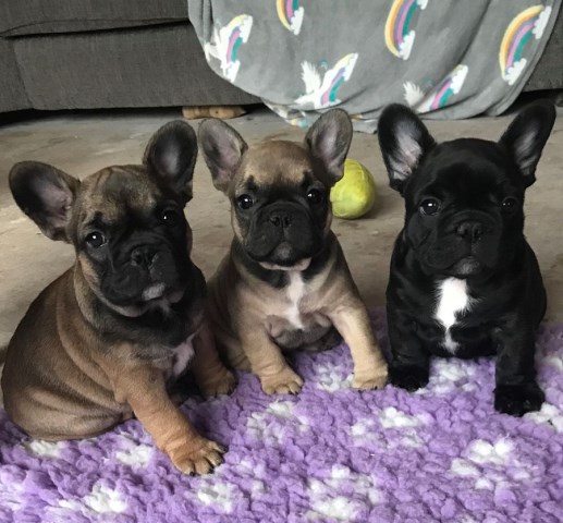 #ADORABLE_CUTE_FRENCH_BULLDOG