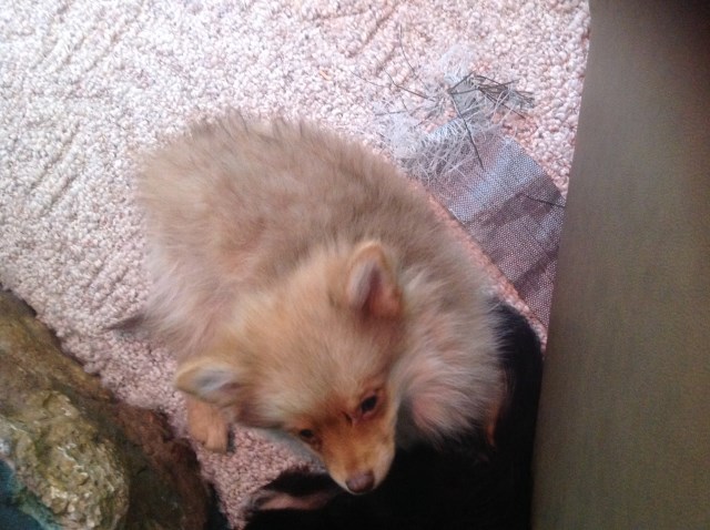 Pomeranian puppy for sale + 55066