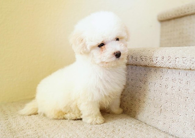 Maltipoo puppy for sale + 59786