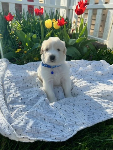 Winston - Great Pyrenees/Golden Retriever Male Puppy