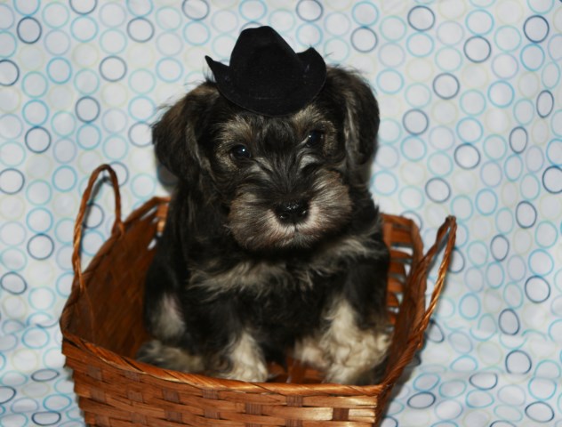 AKC Miniature Schnauzer Male Puppy