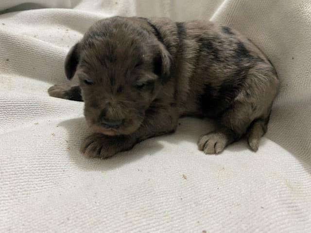 Aussiedoodle puppies merle colored