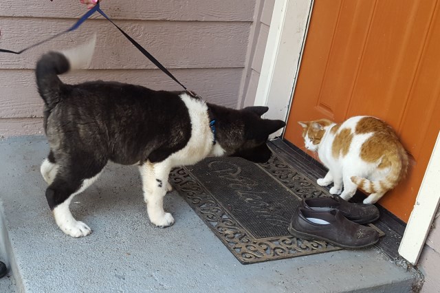 Akita female pups