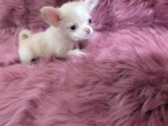 Chihuahua