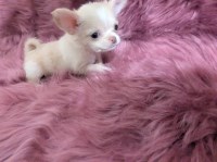 Lisa Marie Apple Head Chihuahua Female Videos Chihuahua for sale/adoption