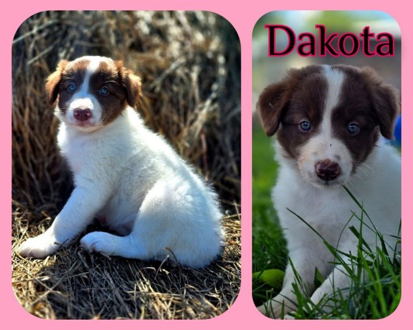 Female Border Collie Puppy For Sale