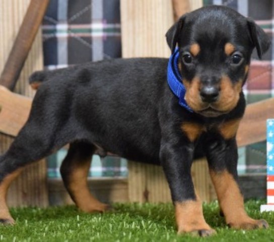 Blue and Black/Tan Doberman Puppies for Sale in USA