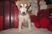 wolf hybrid for sale Alaskan Malamute for sale/adoption