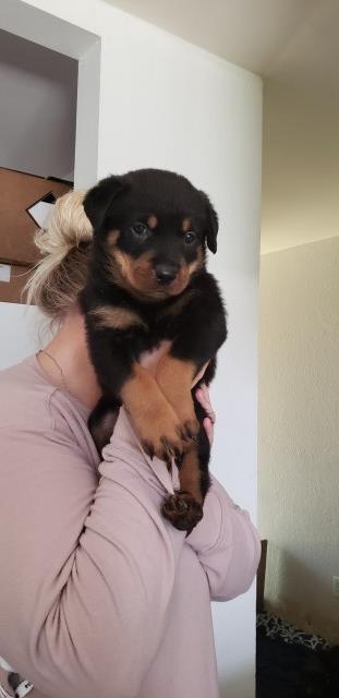 Rottweiler puppy dog for sale in TACOMA, Washington