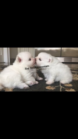 Pomeranian puppy for sale + 51355