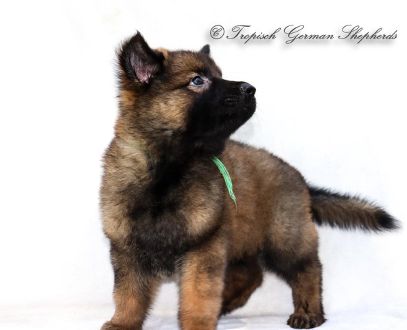 German Shepherd Dog puppy for sale + 63870