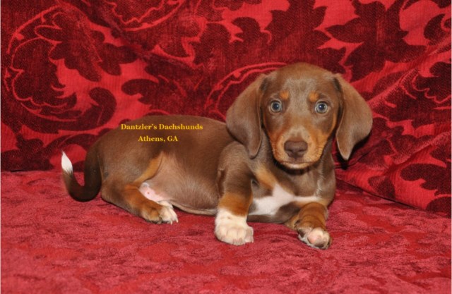 Beautiful, Healthy Smooth Coat Dachshunds available Now!