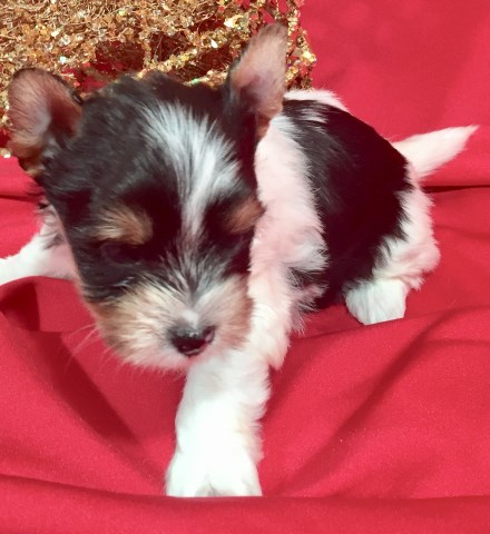 Yorkshire Terrier puppy for sale + 51014