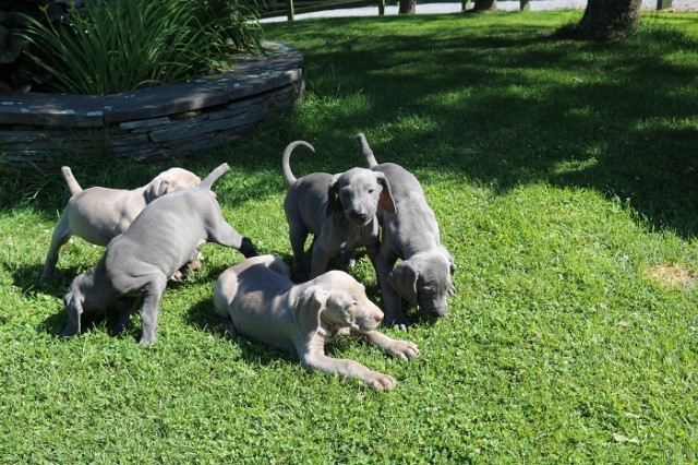 Beautiful Weimaraner Pup
