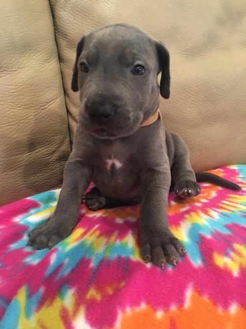 Great Dane puppy for sale + 49278