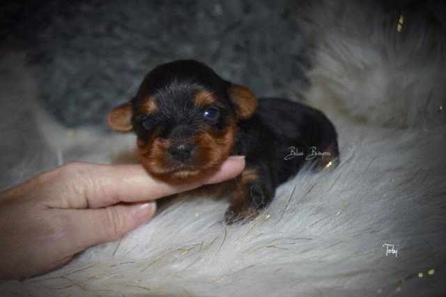 Tiny Toy Male Yorkie (Toby)