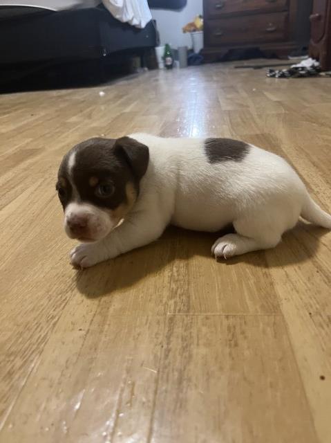 Jack Russell Terrier puppy for sale + 66824